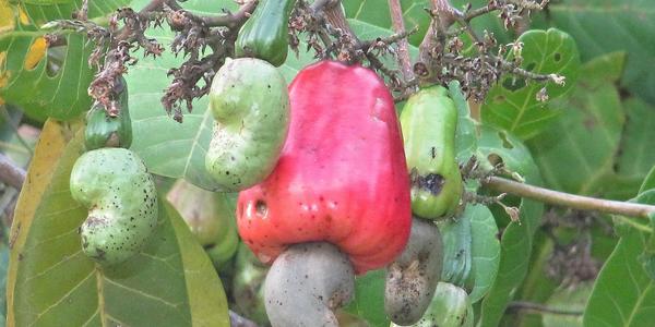 Plod a oříšek kešu, Anacardium occidentale, Phi Phi