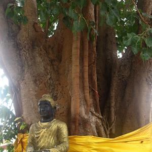 Pod Buddhovým stromem, Koh Samui