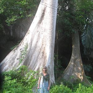 Pod obřím kapokem, Krabi