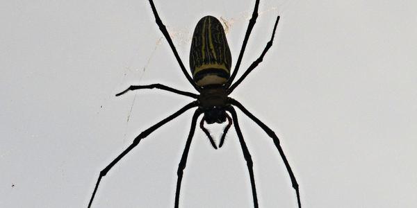 Tropický pavouk, Phi Phi