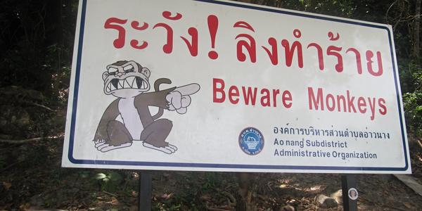 Varování před drzými opicemi, Monkey beach, Phi Phi