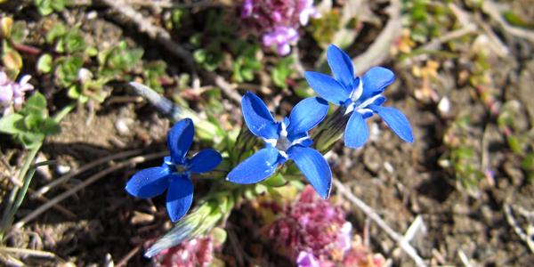 Gentiana nivalis