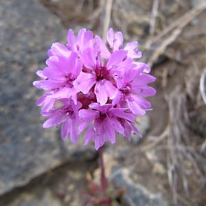 Lychnis alpina