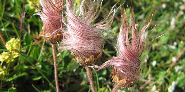 Odkvetlá Dryas octopetala