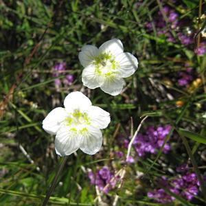 Parnassia palustris