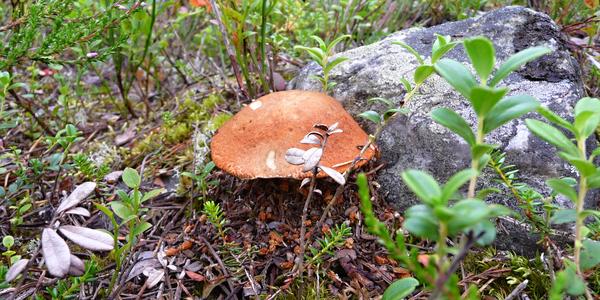 Křemeňáky pro soby, Ounasvaara, Rovaniemi