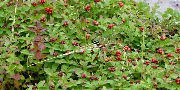 Cornus suecica, Alta