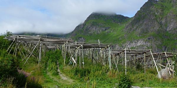 Hjellery na sušení tresek. Lofoten