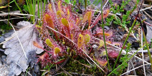 Masožravá Drosera, Svartisen