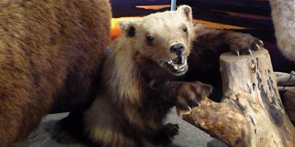 Rosomák v expozici na polárním kruhu, Norsko