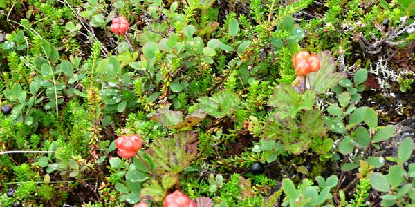 Severská ostružina, Rubus chamaemorus