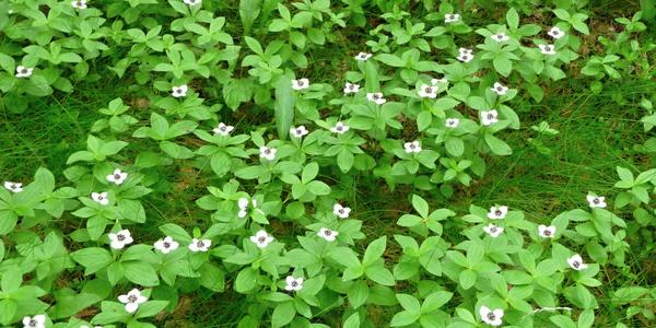 Švédský dřín, Cornus suecica, Lofoten