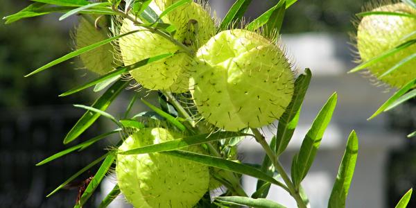 Asclepias fruticosa, Bolas de viejo