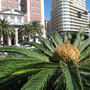 Malaga
