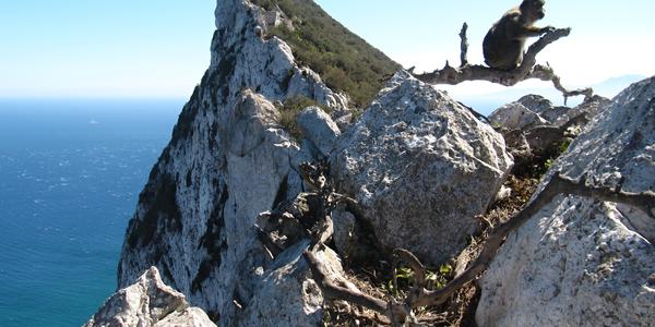 Na vrcholu gibraltarské skály