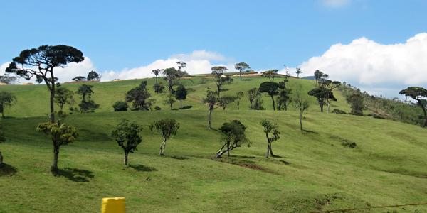 Bývalý tropický prales, Nuwara Eliya