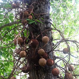 Cannobal tree, Couropitha guianensis, Anuradhapura