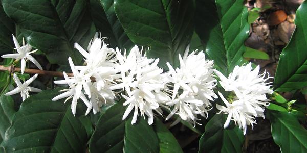 Coffea arabica, Matale