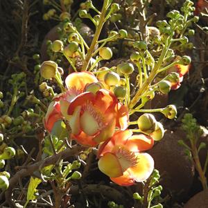 Couropita guianensis, Peradeniya