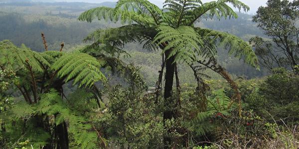Kapradiny, které zapomněly vyhynout, Horton Plains