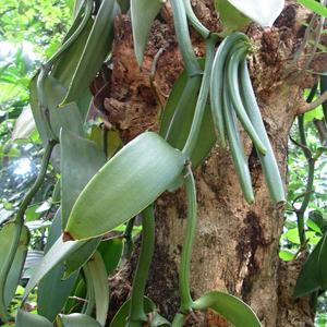 Lusky vanilky, Matale