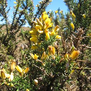 Na pláních Horton Plains