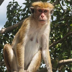 Portrét makaka, Sigiriya