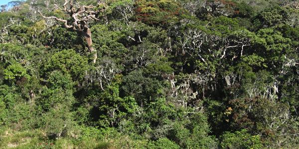 Příroda Horton Plains