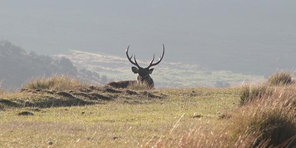 Ráno na Horton Plains