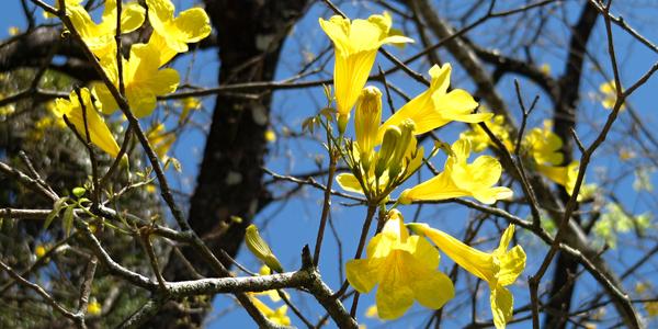 Tabebuia sp., Peradeniya