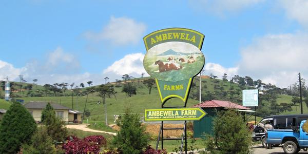 Tisíce hektarů zabírají soukromé farmy, Nuwara Eliya