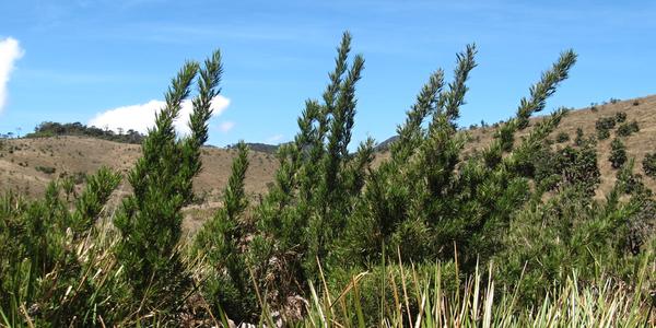Trpasličí bambus, Horton Plains