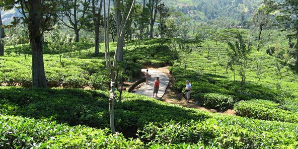 Uprostřed čajových plantáží, Nuwara Eliya
