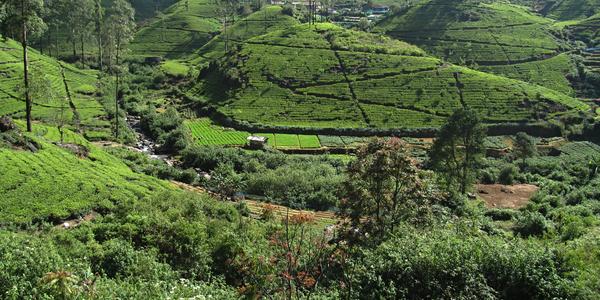 Čajové plantáže, Nuwara Eliya