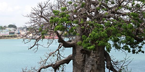 Baobab u Likoni