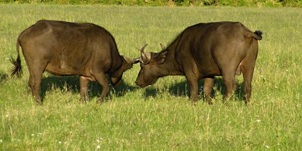 Buvoli, Masai Mara