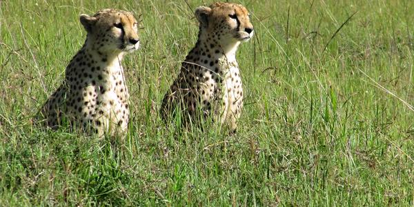 Hladoví gepardi, Masai Mara
