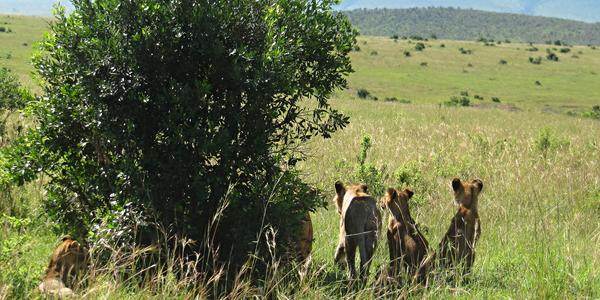Vyhlížíme mámu s kořistí,  Masai Mara