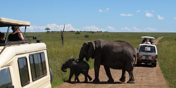 Dej přednost, Masai Mara