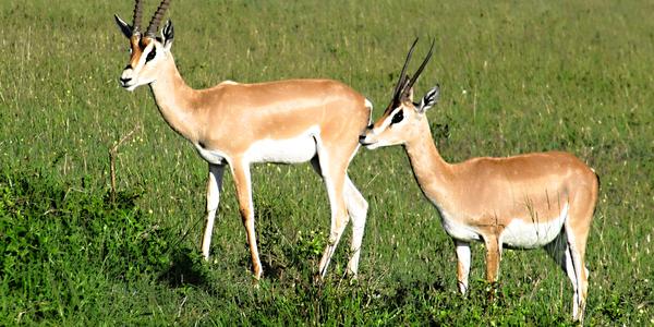 Gazela Grantova, Masai Mara