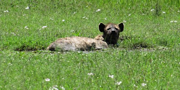 Hyena skvrnitá, Masai Mara