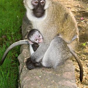 Kočkodan obecný, Naivasha