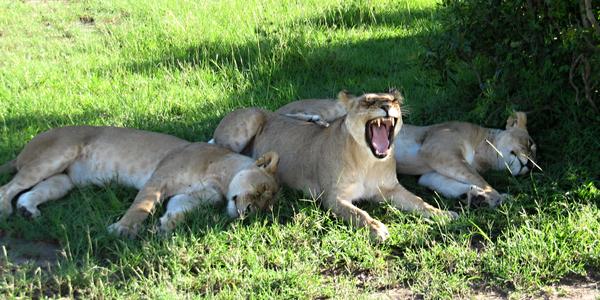 Lví siesta v Masai Mara 2