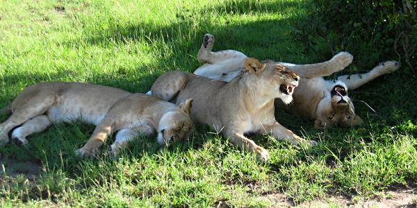 Lví siesta v Masai Mara 3