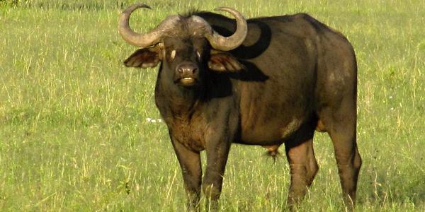 Masai Mara, buvol kaferský