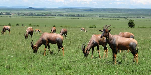 Masai Mara, buvolec modrý, topi