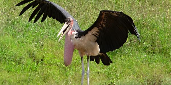 Masai Mara, marabu