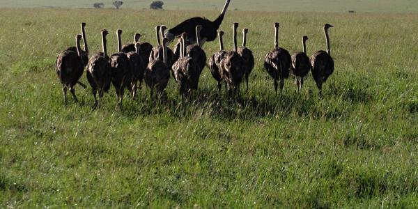 Masai Mara, mateřská školka