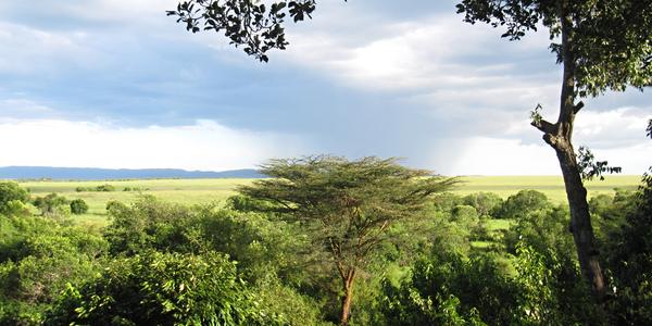 Masai Mara, okolí Fig Tree
