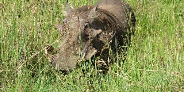 Masai Mara, prase bradavičnaté